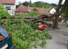 Kwikfynd Tree Cutting Services
merino