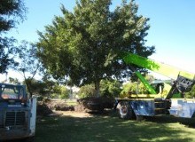 Kwikfynd Tree Management Services
merino