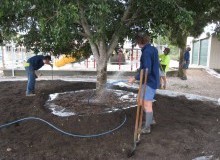 Kwikfynd Tree Transplanting
merino