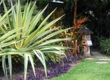Kwikfynd Tropical Landscaping
merino
